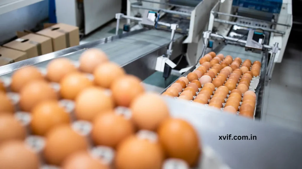 Egg Deleup Process | What Are the Key Stages Involved?